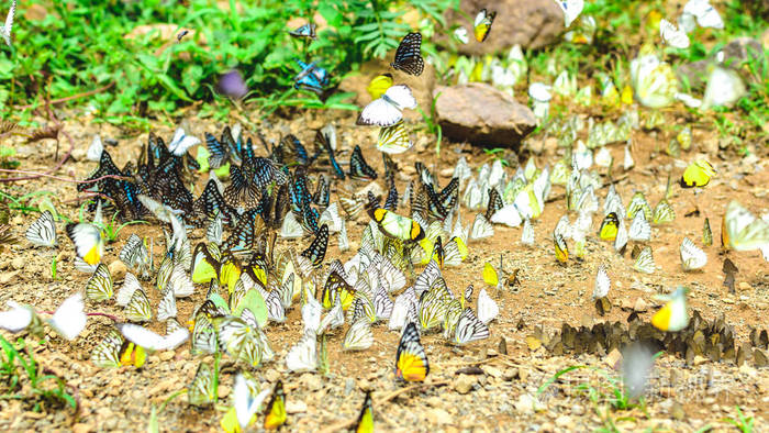 国家公园里的许多五颜六色的蝴蝶