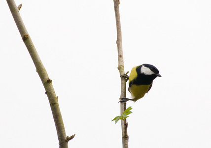 parus 主要