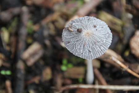 帽有毒蘑菇半透明伞帽白色野生蘑菇照片
