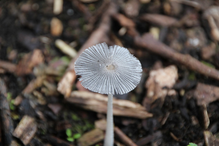 半透明伞帽白色野生蘑菇照片