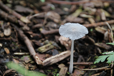 透明的伞半透明伞帽白色野生蘑菇照片