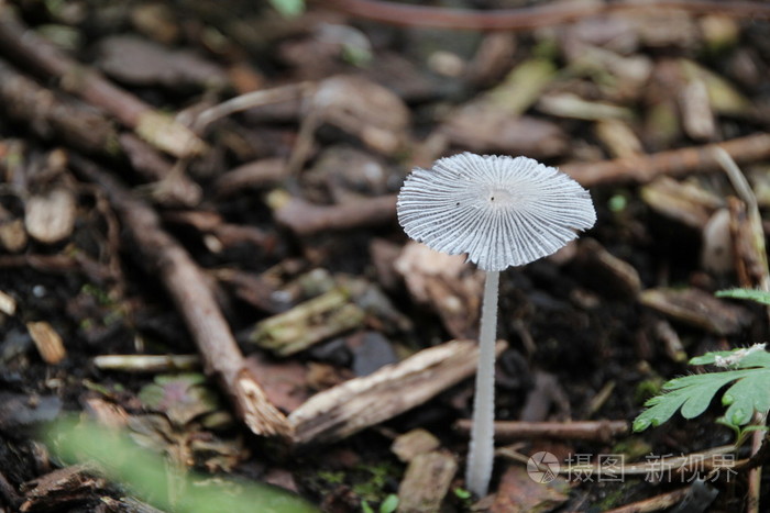 半透明伞帽白色野生蘑菇