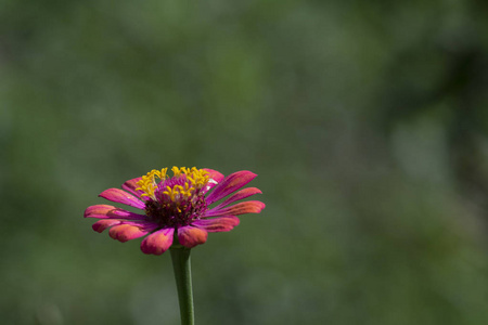 非洲菊, 巴伯顿菊花花作为背景