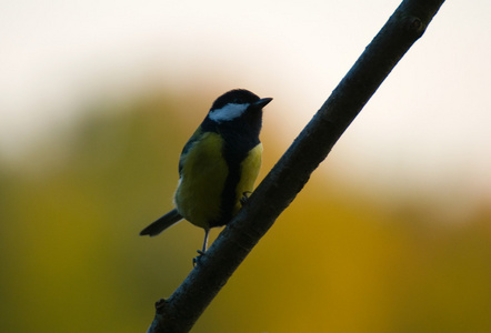 parus 主要