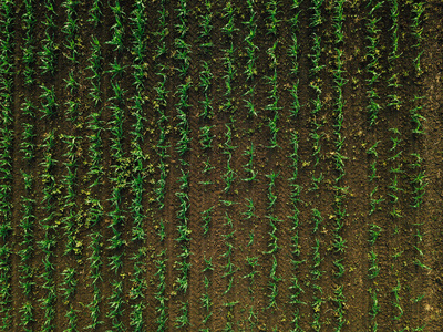 从无人机视角看玉米作物田的鸟瞰图, 顶部视图