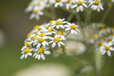 大加那利岛Tanacetum ptarmiciflorum, 银艾菊的植物区系