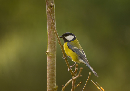 parus 主要