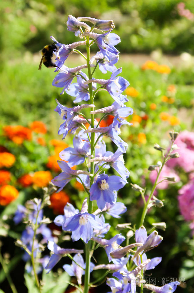 花坛山水上的夏日花朵照片 正版商用图片05fwk3 摄图新视界