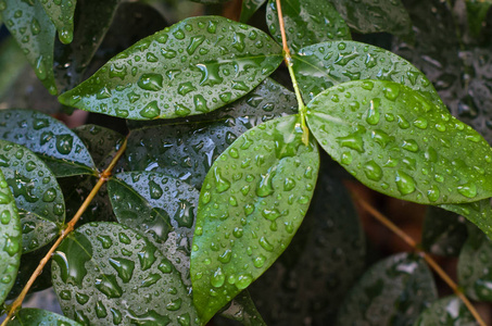 雨淋湿的绿叶质地