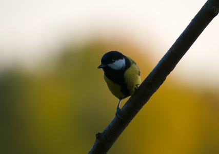 parus 主要