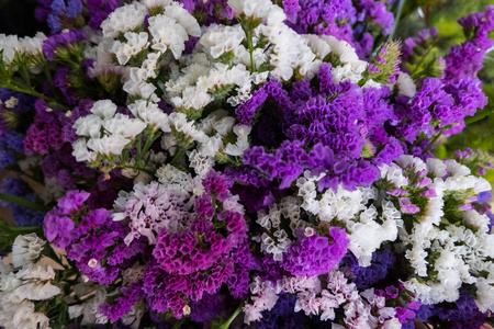 白色和紫色的小花图片