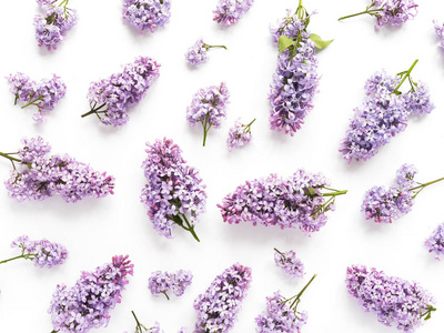 白色背景紫色丁香花