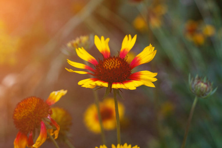 美丽明亮的黄色花 helenium 在盛开的绿色草地上