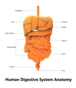 人体消化系统解剖三维图