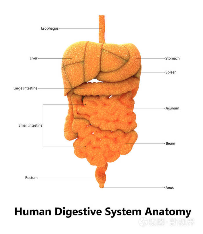 人体消化系统解剖三维图