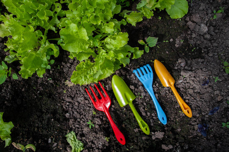 种植蔬菜作物的概念。年轻的沙拉芽和有色乐器