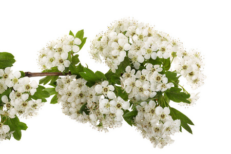 山楂或山楂monogyna枝,花在白色背景上被隔绝