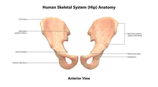 3d 人体骨架系统髋关节解剖示意图