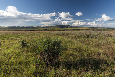 巴西中部戈亚斯州 Chapada dos Veadeiros 的美丽塞拉多景观和植被