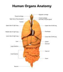 3d 人体器官解剖示意图