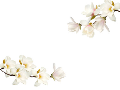 白色背景玉兰花花束