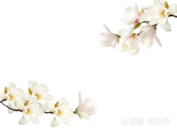 白色背景玉兰花花束