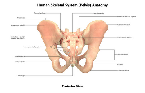 3d 人体骨架系统骨盆解剖示意图