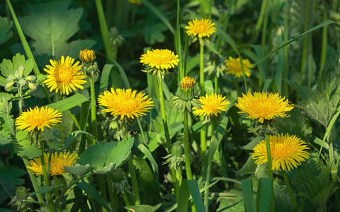 黄花花盛开的普通蒲公英在绿草的阳光明媚的日子里特写。药用草本蒲公英铁皮。选择性聚焦