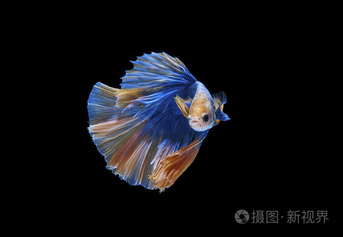 黑色背景的美丽多彩的暹罗格斗鱼