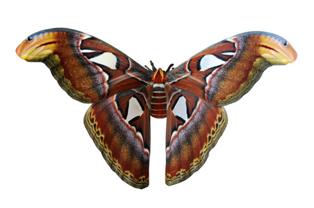 大力神赫拉克勒斯蛾印度尼西亚蓖麻阿特拉斯巨型蛾hyalophora