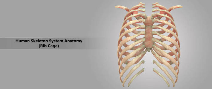 3d 人体骨架系统肋笼解剖示意图