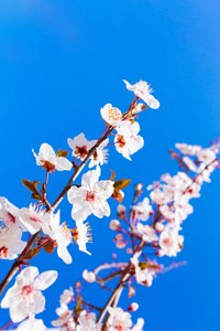 明亮绽放的春天树对蓝天
