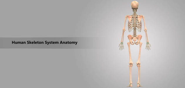 3d 人体骨架系统解剖示意图