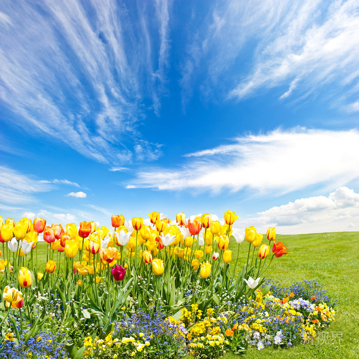 蓝蓝的天空背景上的郁金香花字段