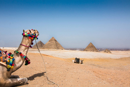 沙漠中的骆驼在吉萨高原与金字塔在背景和蓝天