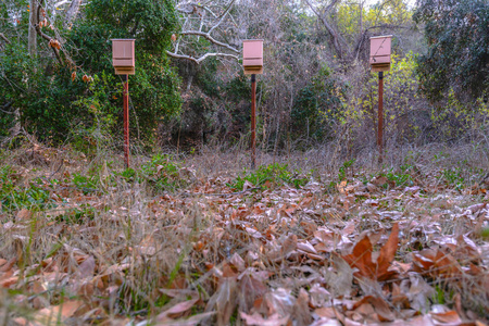 三蝙蝠盒坐在树林里