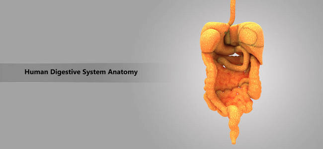 人体消化系统解剖三维图