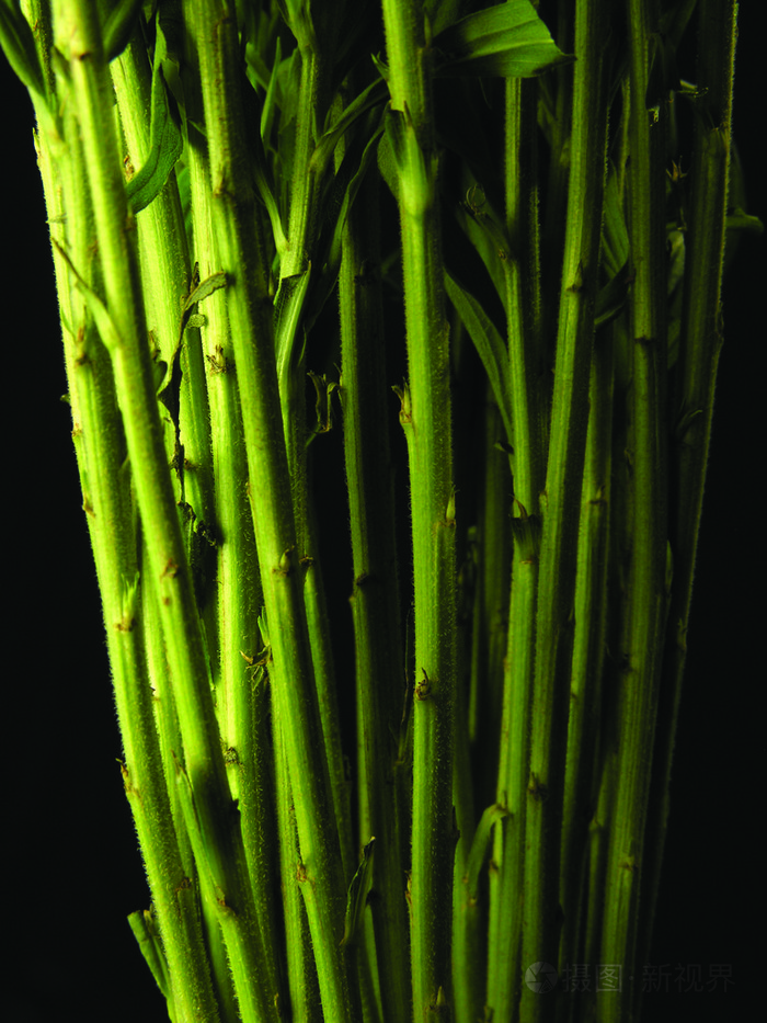 绿色的植物茎