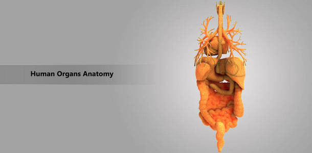 3d 人体器官解剖示意图