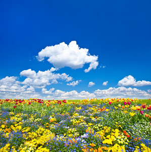花床。七彩花朵在蓝色多云的天空