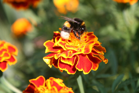 大黄蜂特写在橙色的花朵图片