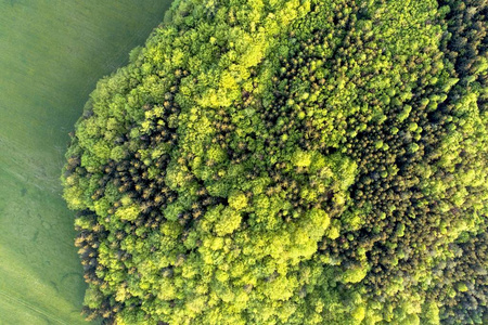 混合森林的质地在阳光明媚的夏日附近的草区。空中德龙照片