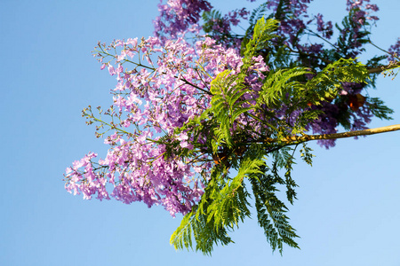 丁香花对着天空