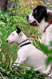 英国斗牛犬白狗和圣伯纳德狗摆在花园, 动物肖像, 美丽的绿树和灌木。狗正坐着看着。美丽的狗狗, 宠物的概念, 家畜