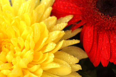 红色非洲菊和黄翠菊图片