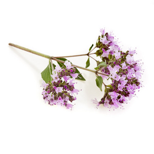 花紫天野地植物花园夏紫绿花春花园林草兰草自然美紫鸳鸯茉莉花插图与