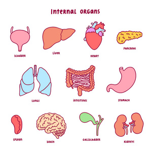 卡通内脏图片