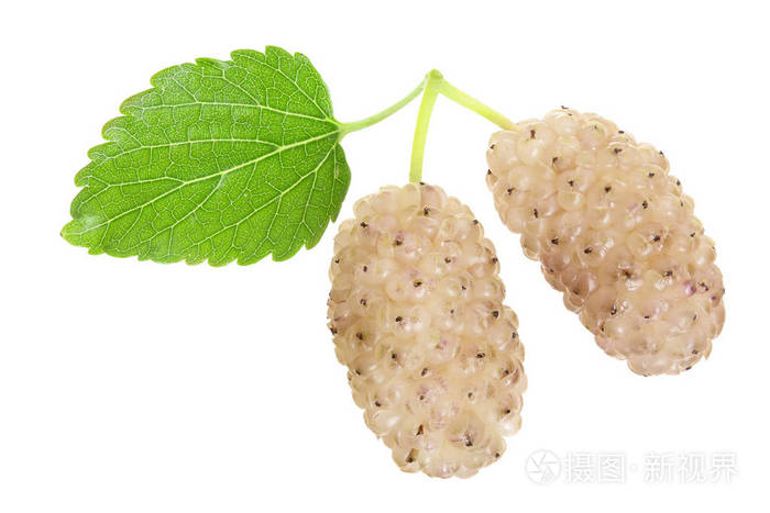 白色背景宏新鲜成熟白桑浆果与叶分离照片-正版商用图