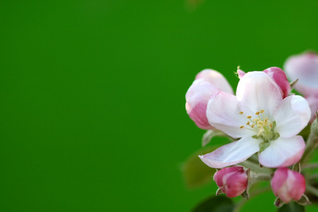 苹果花