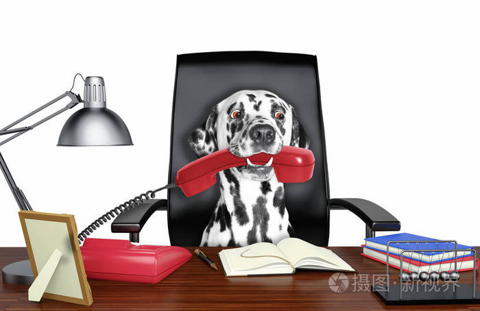 可爱的达尔马提亚狗坐在皮革椅上, 电话在他的嘴里。在白色上隔离